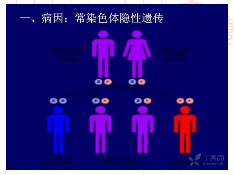 肝豆状核变性指南1ppt课件_第3页