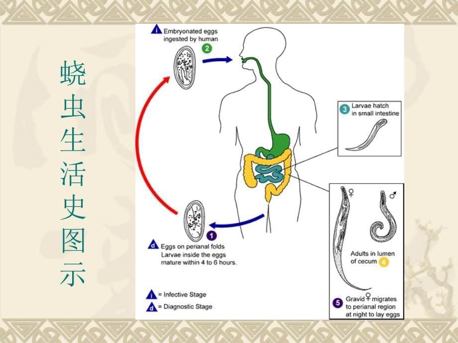 蠕形住肠线虫Enterobiusvermicula_第5页