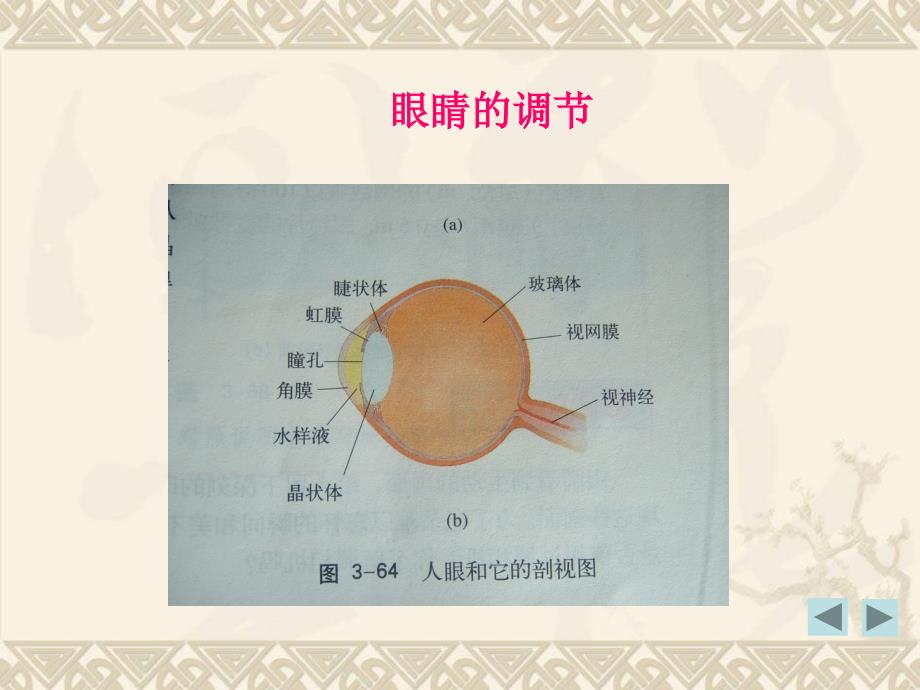 37眼睛与光学仪器_第2页