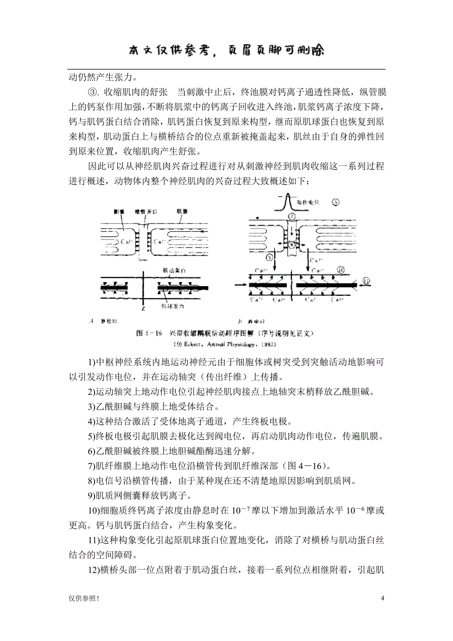 肌肉的收缩原理[借鉴材料]_第4页