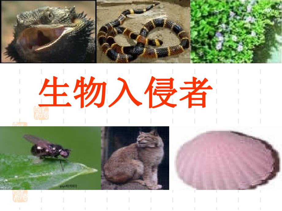 19生物入侵者 (3)_第1页