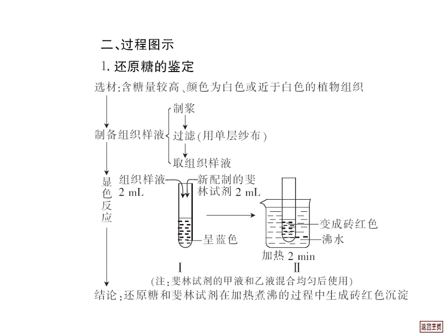 2010届高三生物生物组织中还原糖.ppt_第3页