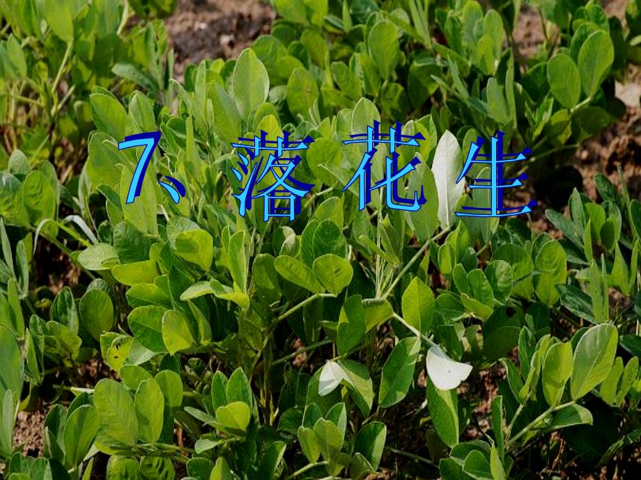 15落花生课件 (4)_第2页