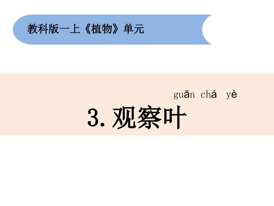 一年级上册科学课件1.3观察叶教科版共27张PPT_第1页