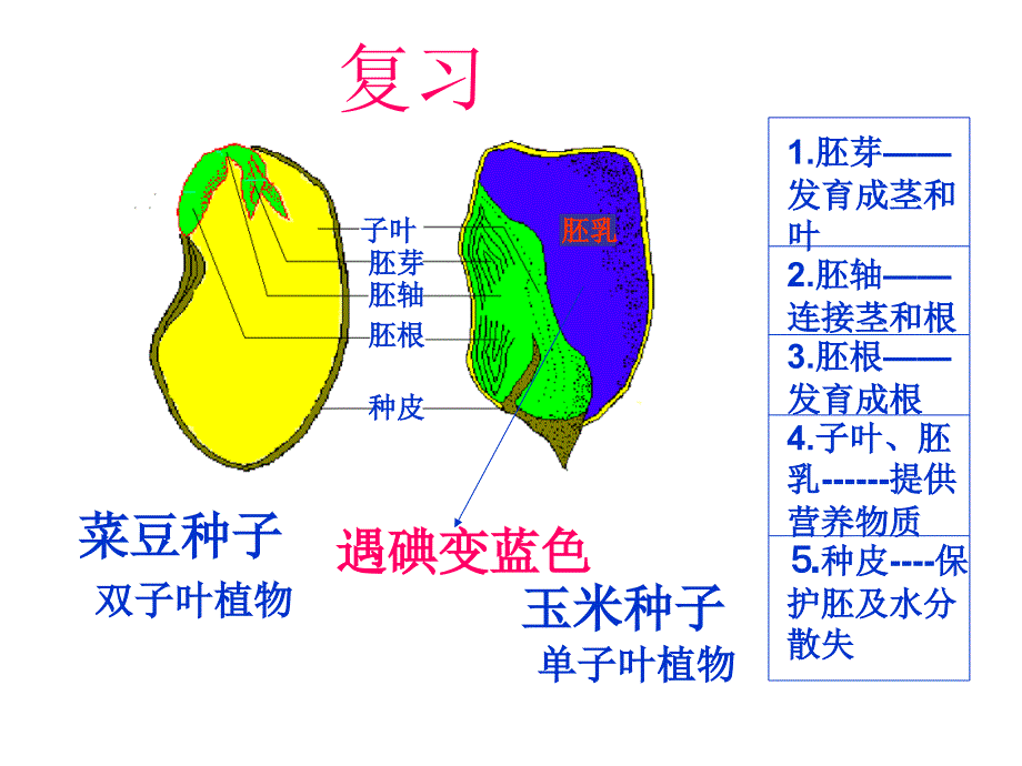 第一节__种子的萌发_第1页