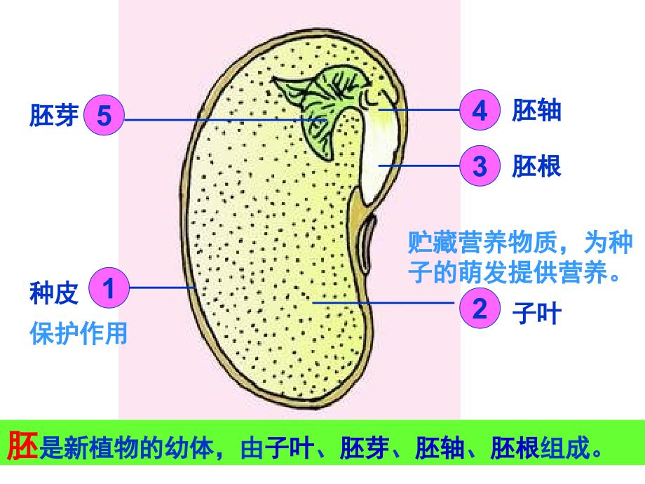 第一节__种子的萌发_第3页