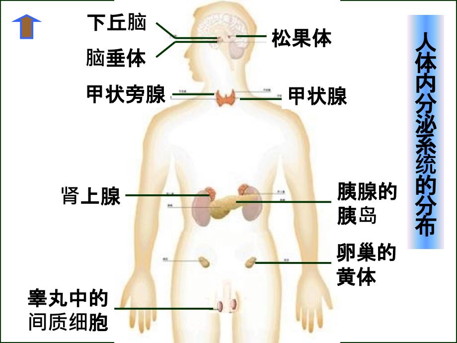 七年内分泌系统目的和要求_第4页