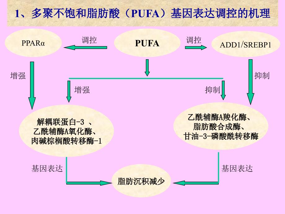 最新多不饱和脂肪酸生理功效幻灯片_第2页