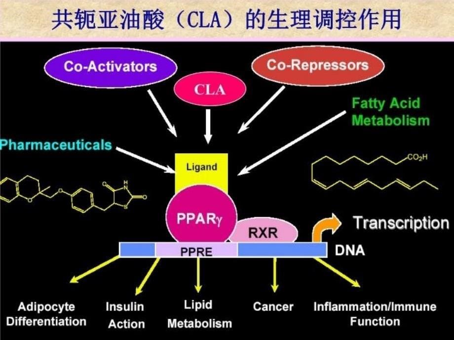 最新多不饱和脂肪酸生理功效幻灯片_第5页