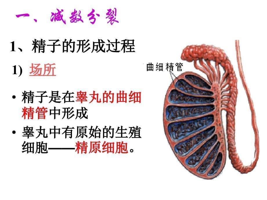 kj减数分裂课件_第5页