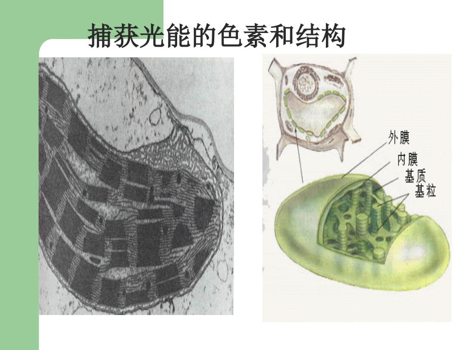 能量之源光与光合作用课件_第2页