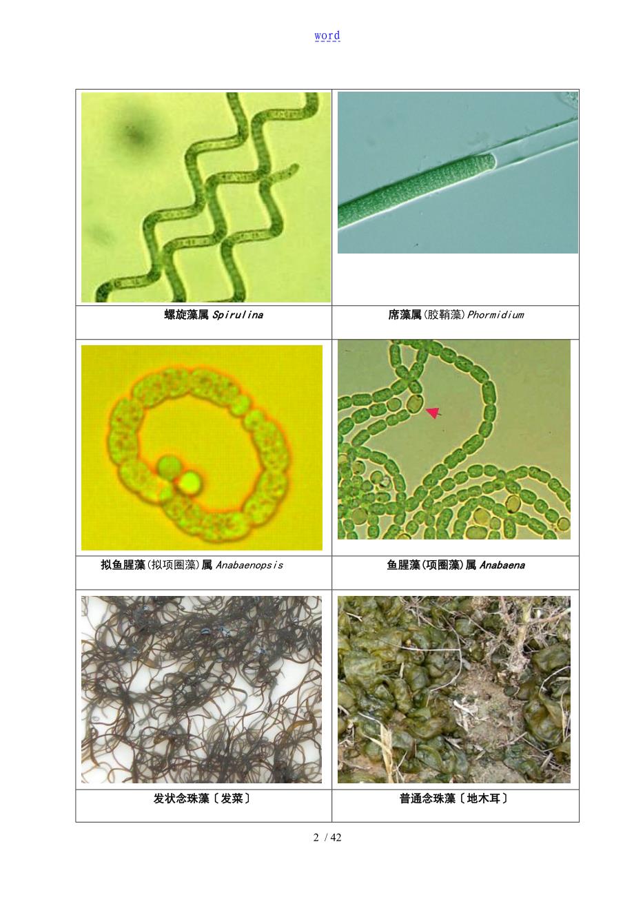 常见水生生物彩色图谱正文_第2页