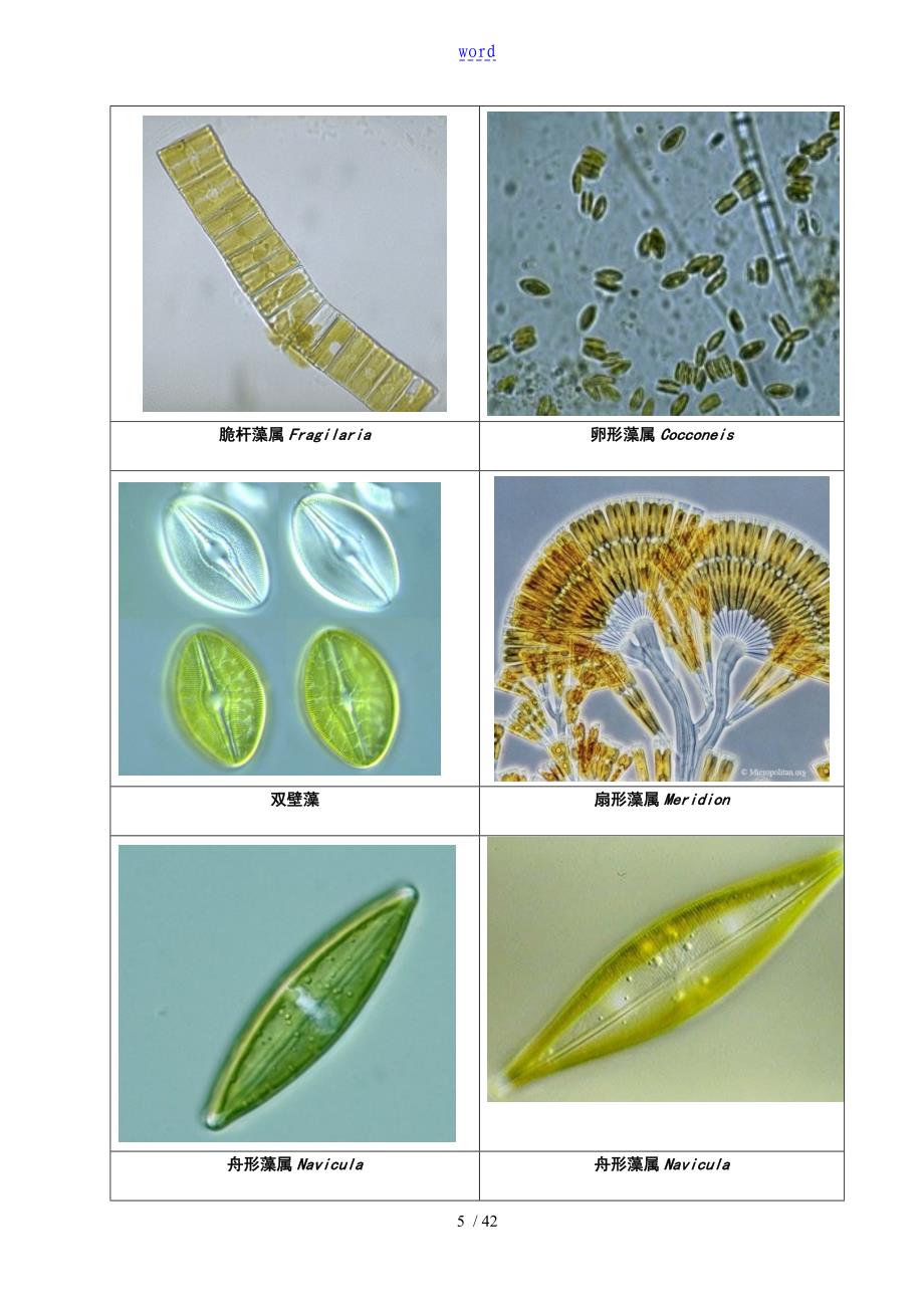 常见水生生物彩色图谱正文_第5页