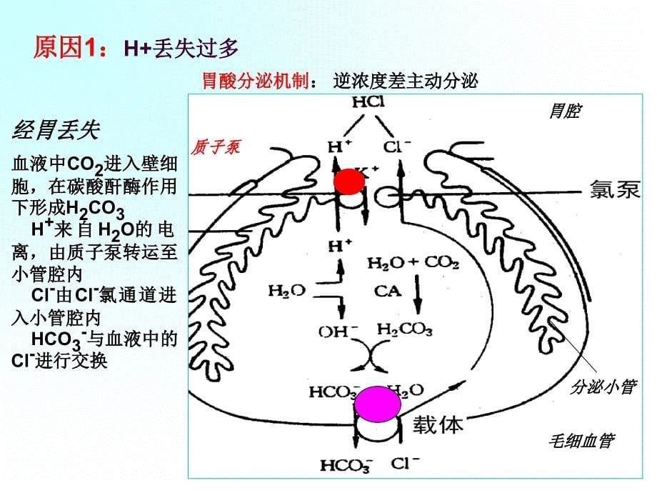 代谢性碱中毒课件.ppt_第5页