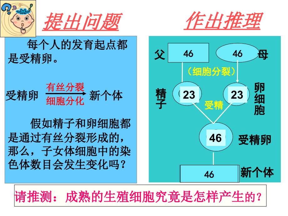 人教版教学课件人教版必修二21减数分裂课件_第3页