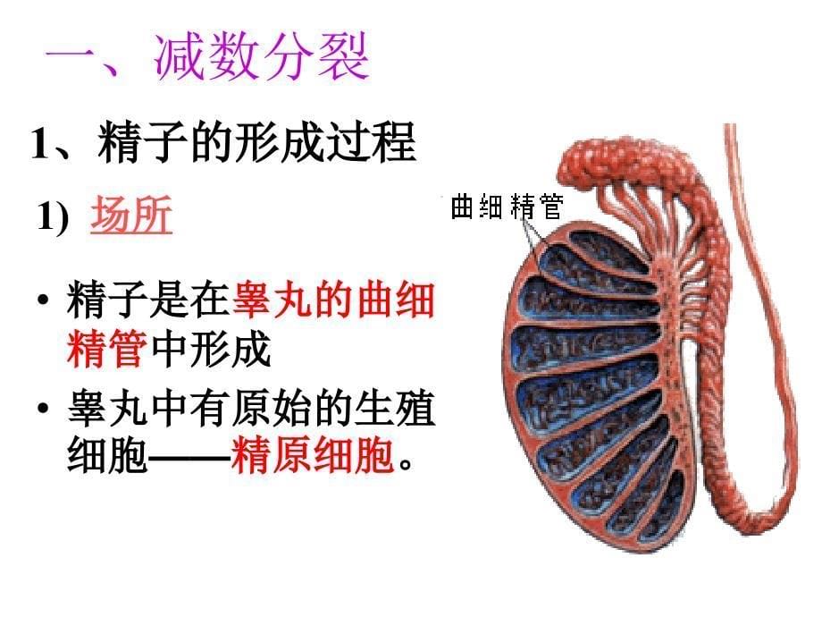 人教版教学课件人教版必修二21减数分裂课件_第5页