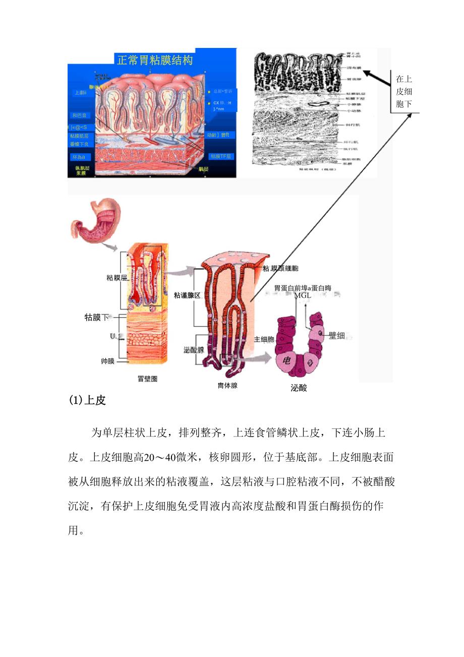 胃黏膜的功能和机制 陈亮 安庆医药_第2页