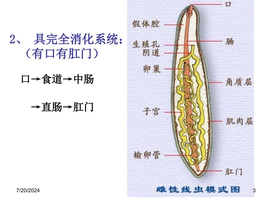 第一章第二节线形动物环节动物_第3页