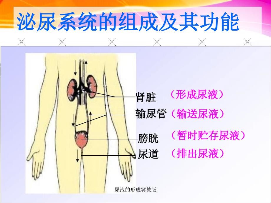 尿液的形成冀教版课件_第3页