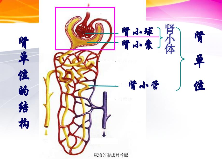 尿液的形成冀教版课件_第4页