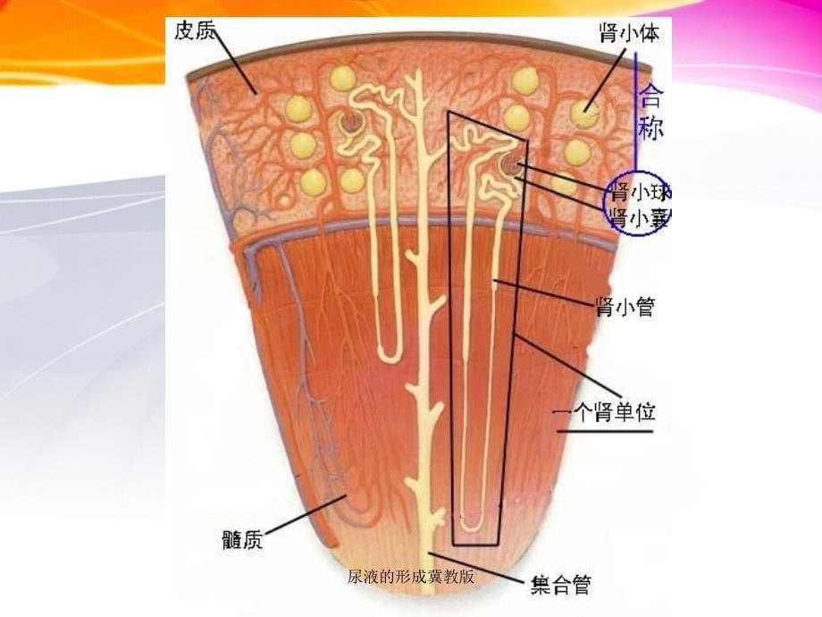 尿液的形成冀教版课件_第5页