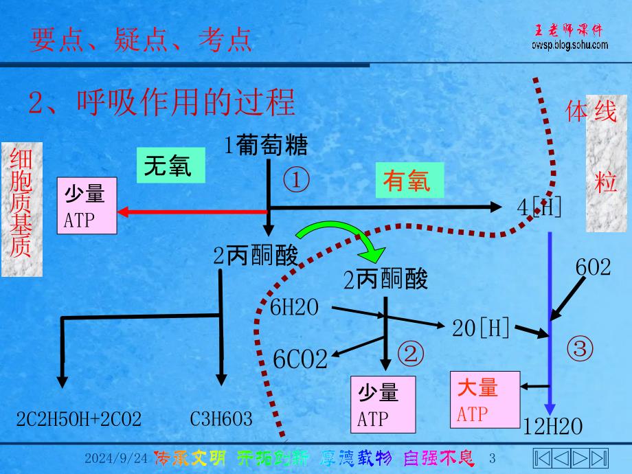 呼吸水代谢光合效率ppt课件_第3页