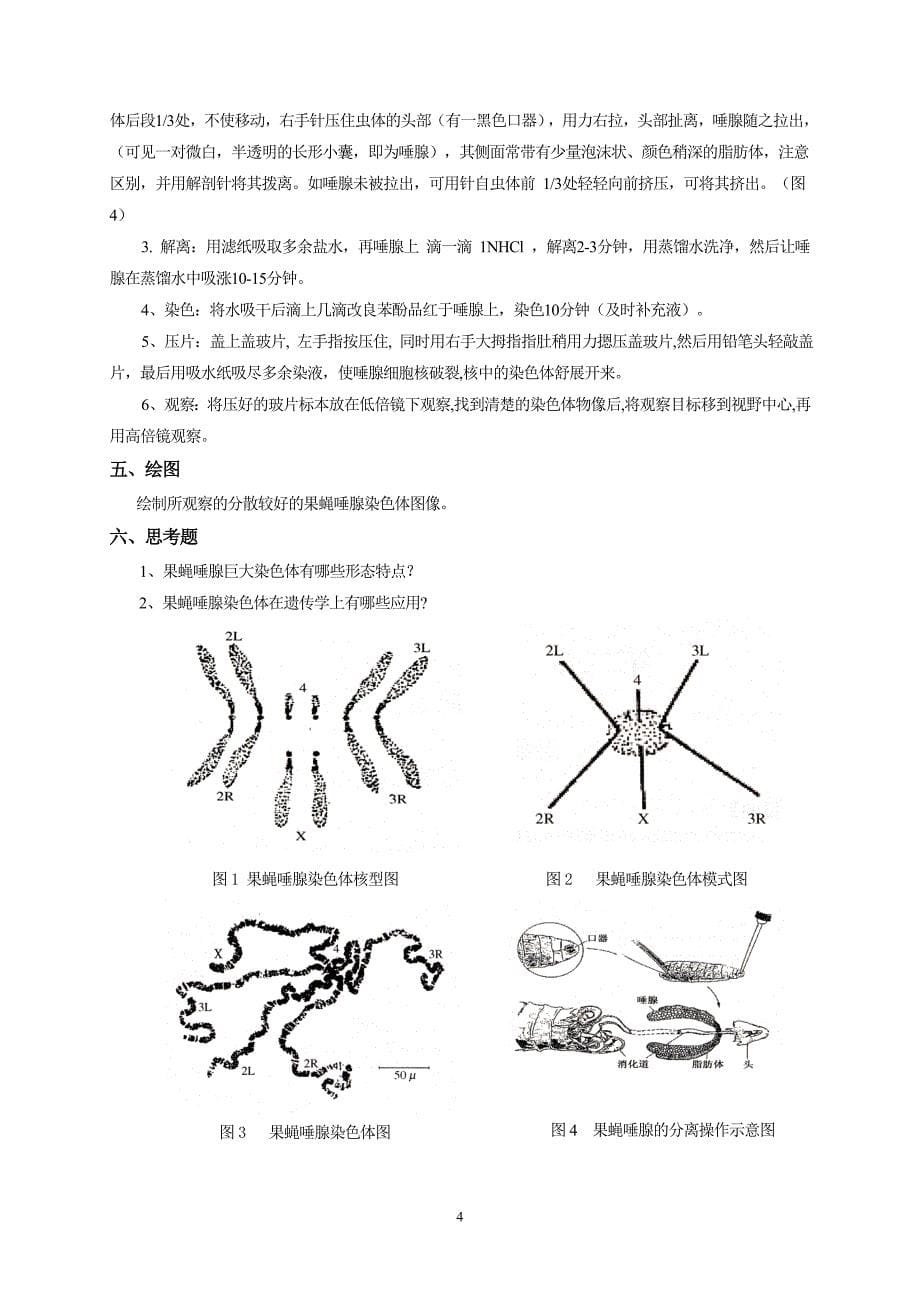 实验二果蝇唾腺染色体标本的制备与观察_第5页