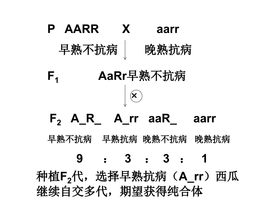 生物变异在生产上的应用上课用课件_第3页