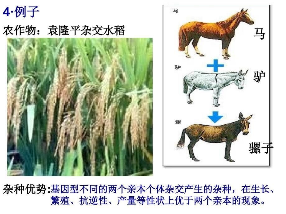 生物变异在生产上的应用上课用课件_第5页