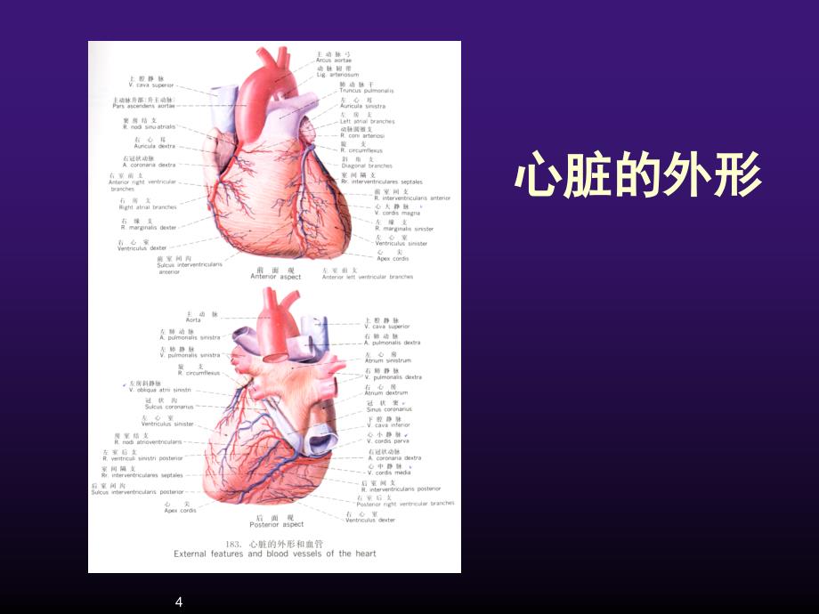 超声心动图正常ppt课件_第4页