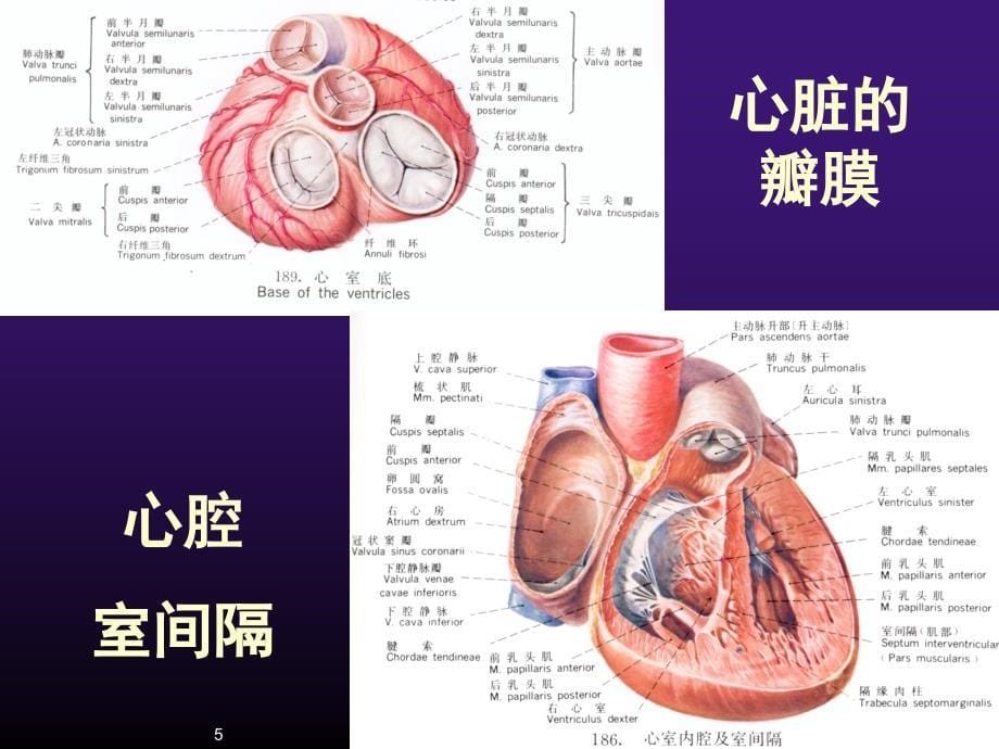 超声心动图正常ppt课件_第5页