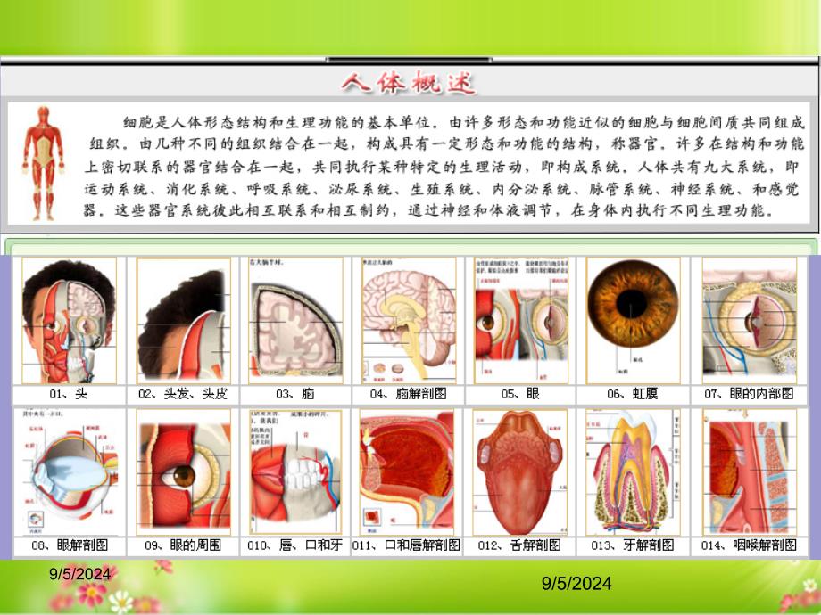 人体结构解剖图_第1页