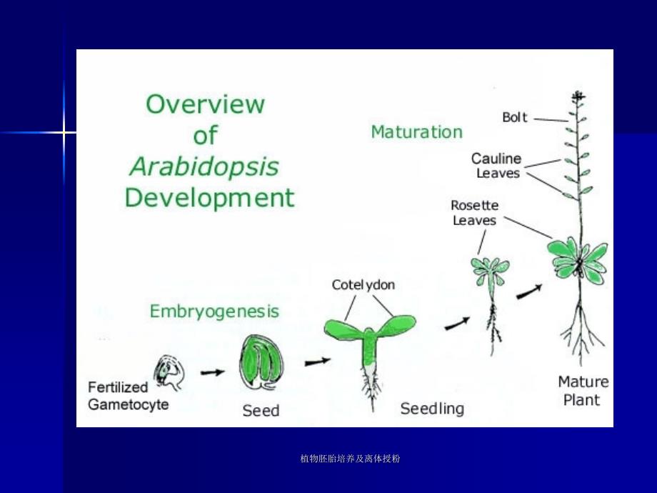 植物胚胎培养及离体授粉课件_第3页