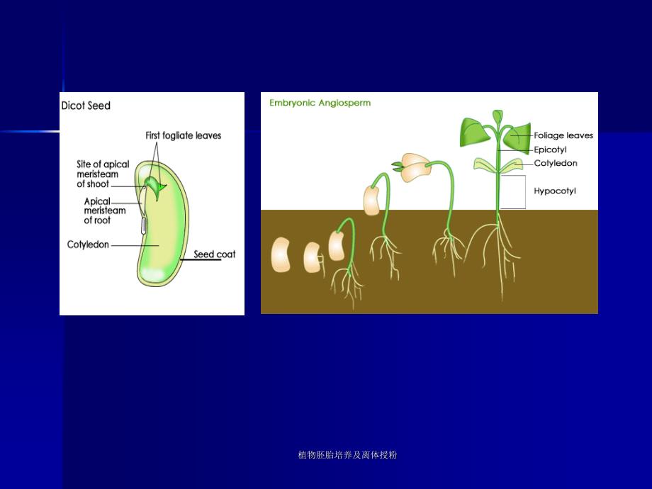 植物胚胎培养及离体授粉课件_第4页