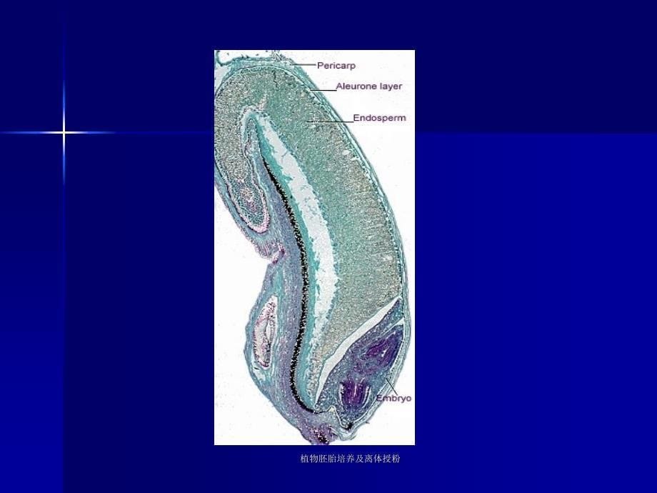 植物胚胎培养及离体授粉课件_第5页