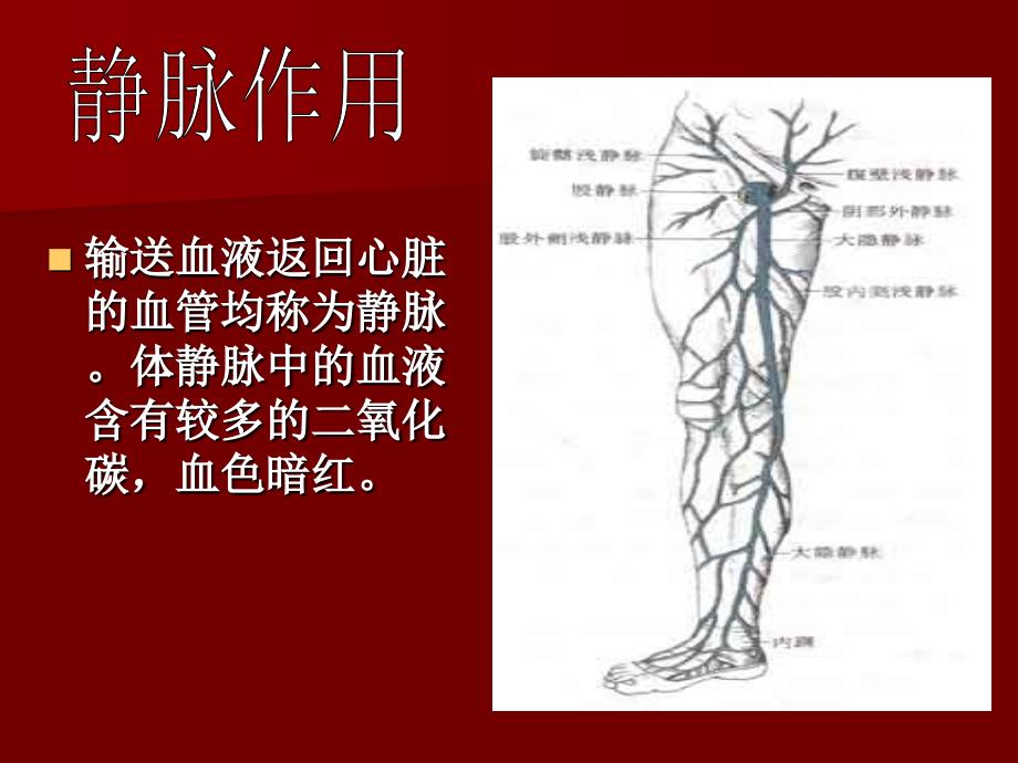 最新下肢静脉曲张病生理PPT文档_第2页