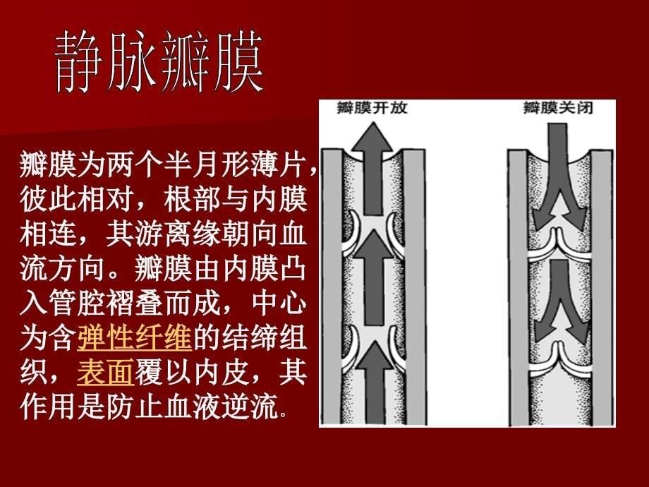 最新下肢静脉曲张病生理PPT文档_第5页