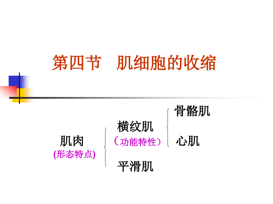 肌细胞的收缩课件_第2页