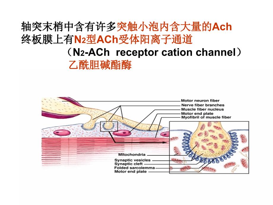 肌细胞的收缩课件_第4页