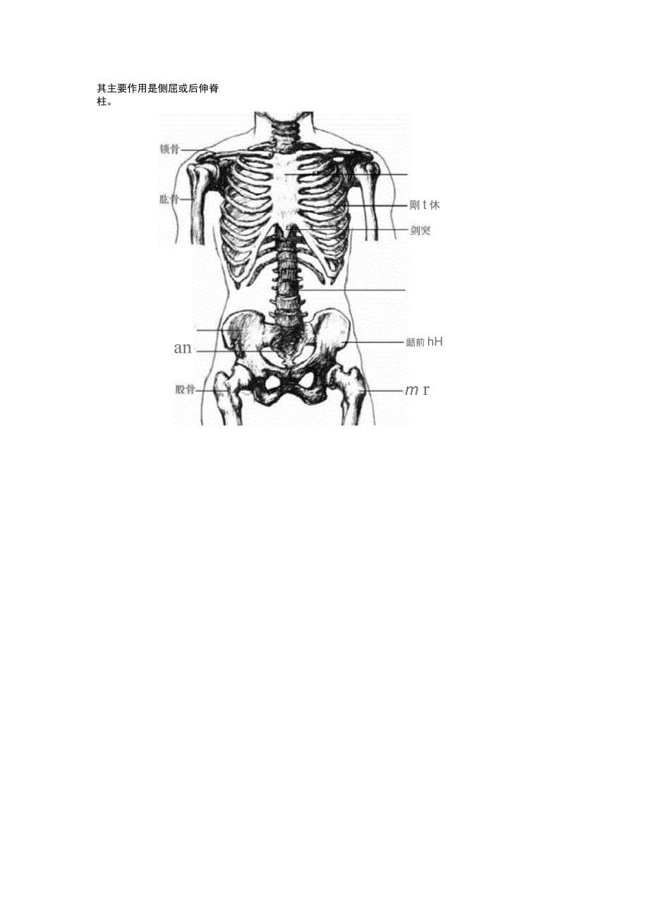艺用解剖学重点_第5页