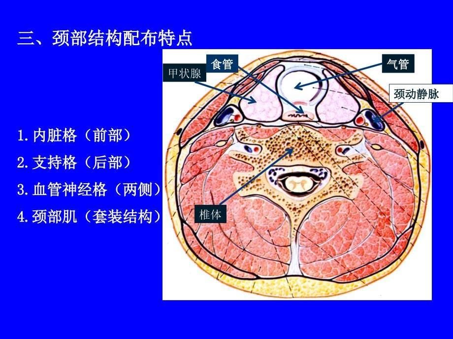 颈部影像解剖 第二章颈部_第5页