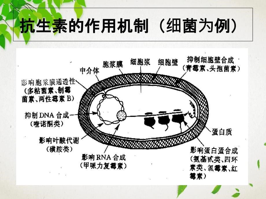 后抗生素时代中兽药实践应用探索_第5页