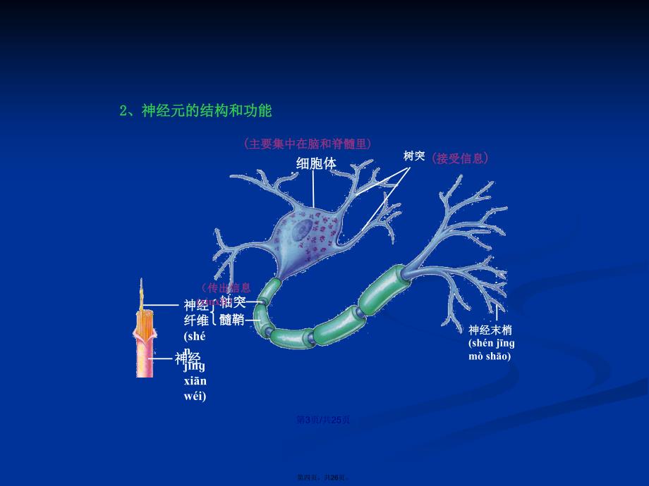 多巴胺与精神病效应学习教案_第4页