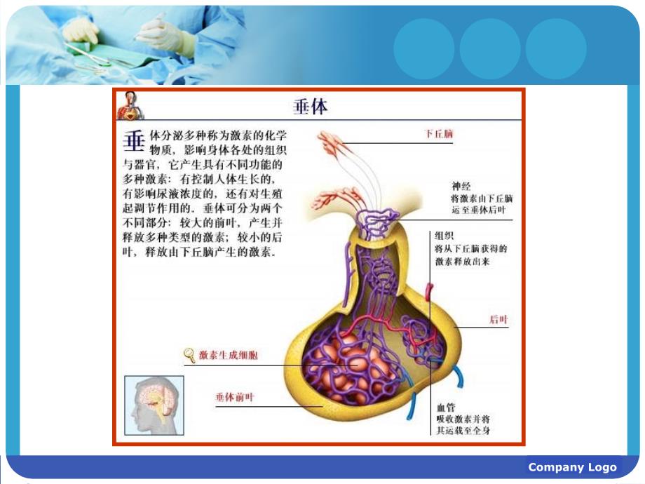 垂体生理与疾病课件.ppt_第3页