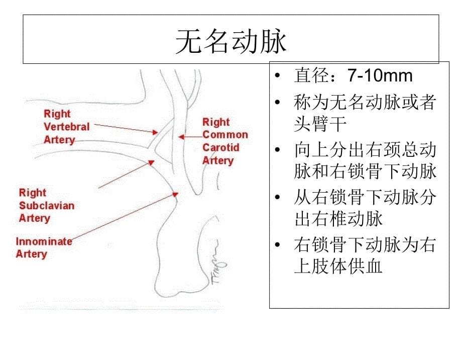 医学超声颈部血管解剖及常见病诊断标准专题PPT培课件_第5页