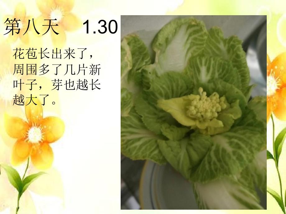 白菜花的生长记录_第4页