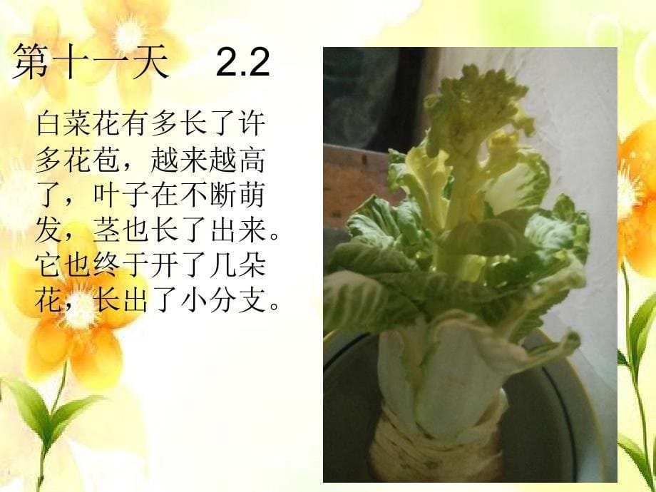 白菜花的生长记录_第5页