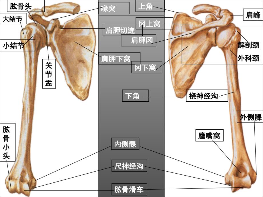 肩袖损伤及损失性肌腱炎_第2页