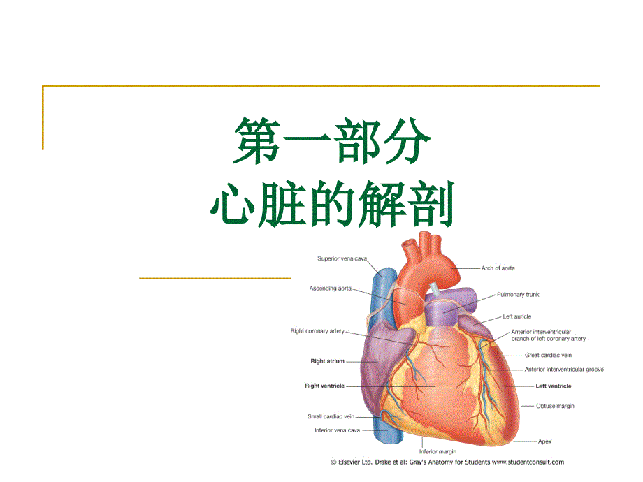 1、心脏解剖学教学内容_第2页