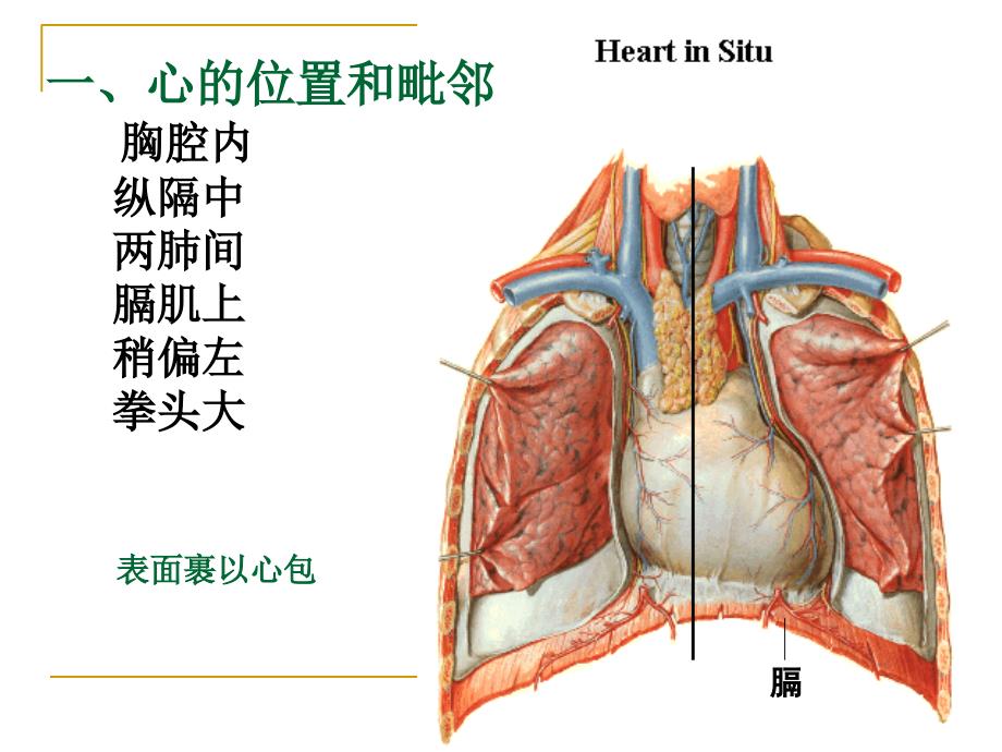 1、心脏解剖学教学内容_第3页